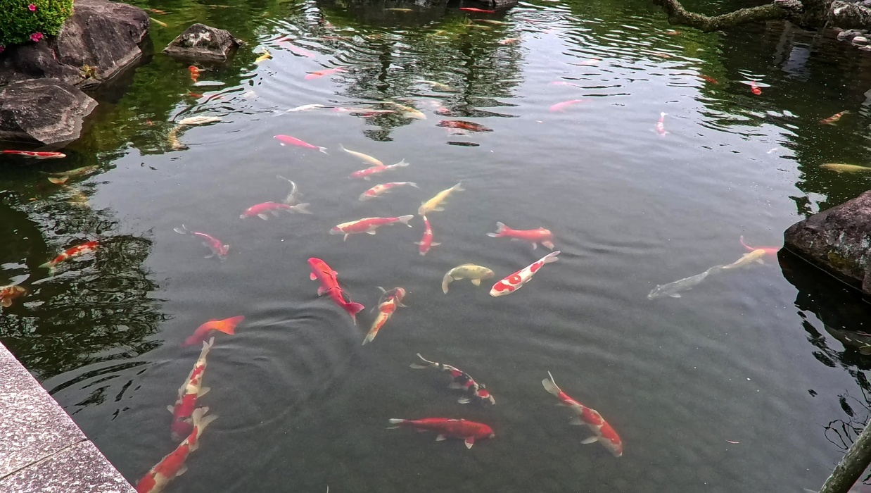 鯉が一杯