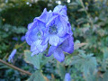 blumen1_thumb.jpg