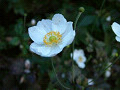blumen2_thumb.jpg