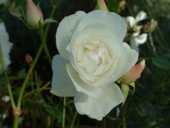 blumen3.jpg