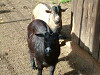 2004_1019_121330AA_thumb.jpg