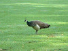 2004_1019_124410AA_thumb.jpg