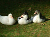 2004_1019_131042AA_thumb.jpg