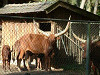 2004_1019_132244AA_thumb.jpg