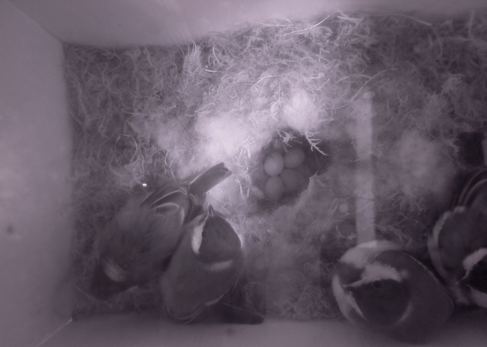 4匹の雛は今日旅立ちます。4個の卵はとうとう孵化しませんでした。