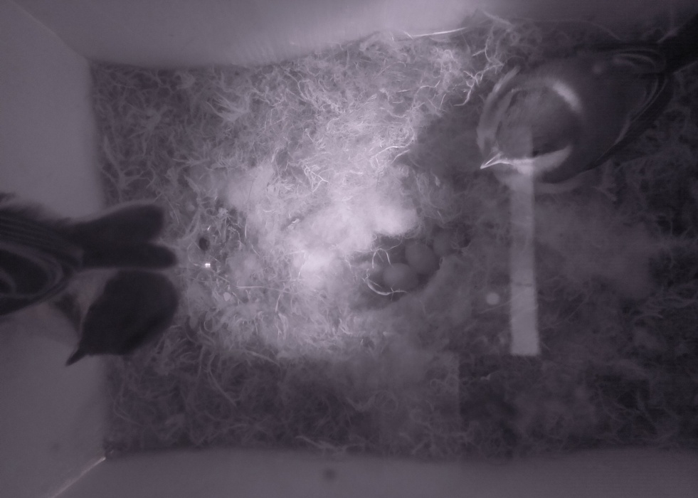 一匹はもう巣を離れ、二匹目も入り口に座って外の様子を伺っています。
