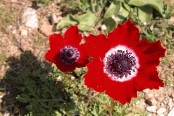 2006_0328_094622AA.gif